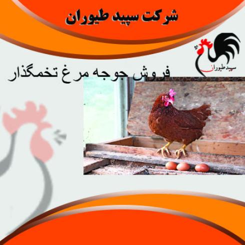 قیمت فروش مرغ تخمگذار جهادی -طیور