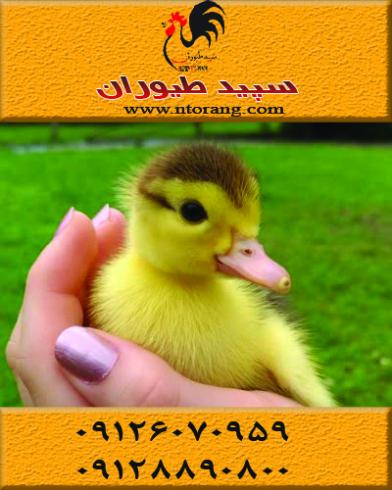 فروش اردک گوشتی ، قیمت جوجه اردک گوشتی - طیور