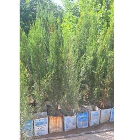 نهال سرو شیراز کاشته شده در حلب مخصوص فضای سبز