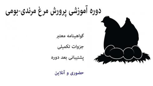 دوره آموزشی پرورش مرغ مرندی ، مرغ سیاه