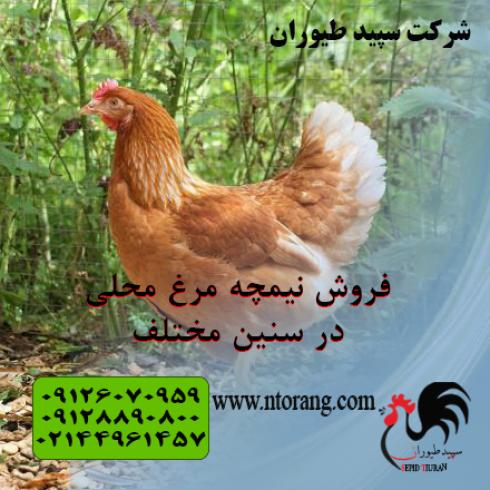 فروش و قیمت نیمچه مرغ سه ماهه محلی گلپایگانی