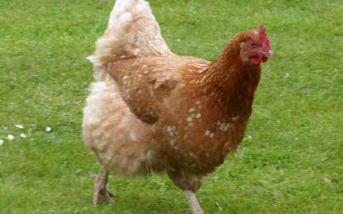 فروش نیمچه سه ماهه تخمگذار اصلاح نژاد شده/ مرغ محلی
