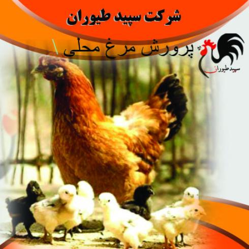 فروش جوجه مرغ محلی3ماهه - طیور