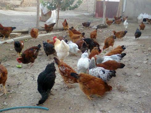 فروش مرغ بومی گلپایگانی و جهادی و صنعتی ( فروش جوجه یکروزه گوشتی راس و کاپ ، هوبارد ، پلاس