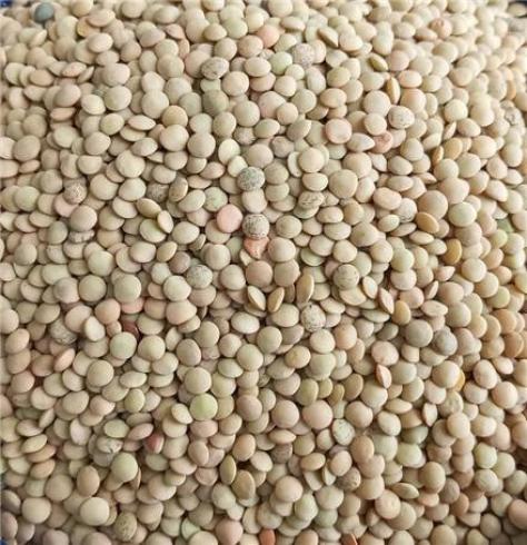 فروش عمده و پخش عدس و جو پوست کنده و پرک (اردبیل)