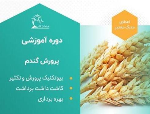 دوره آموزشی پرورش گندم