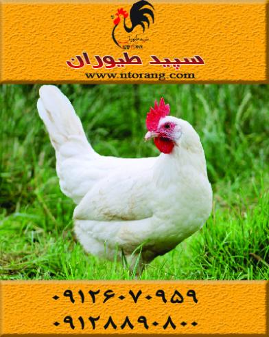 فروش مرغ تخمگذار صنعتی ال اس ال و هایلاین-طیور