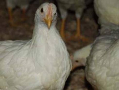 پرورش مرغ بومی تخمگذار ، قیمت مرغ تخمگذار - طیور