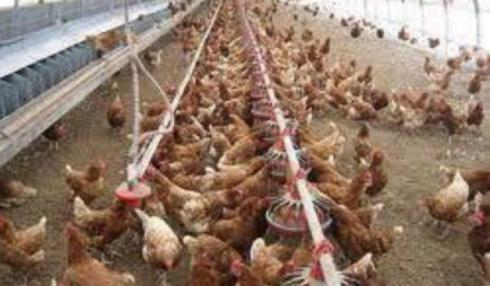 فروش انواع مرغ تخم گذار لوهمن - طیور