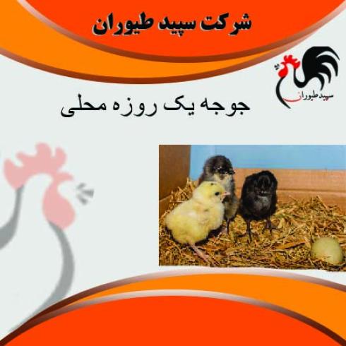 فروش جوجه 1 روزه محلی تحت نظارت جهاد کشاورزی -طیور