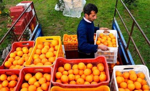  سبد 20 کیلویی - فروش سبد پرتقال و نارنگی 
