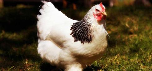 فروش مرغ تخمگذار هلندی مرغ تخمگذار هلندی - طیور