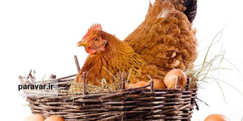 فروش انواع مرغ تخمگذار صنعتی
