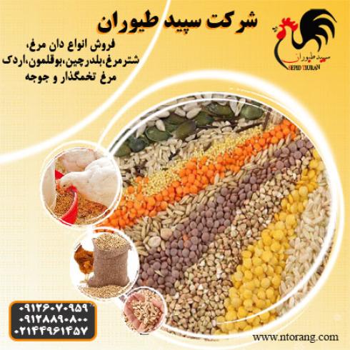 قیمت وفروش دان مرغ - طیور 