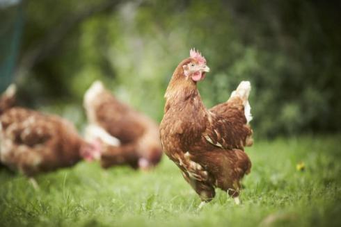 پرورش و فروش مرغ بومی تخمگذار ، قیمت مرغ تخمگذار