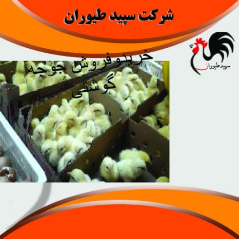 فروش جوجه مرغ گوشتی یک روزه استاندار بالا - طیور