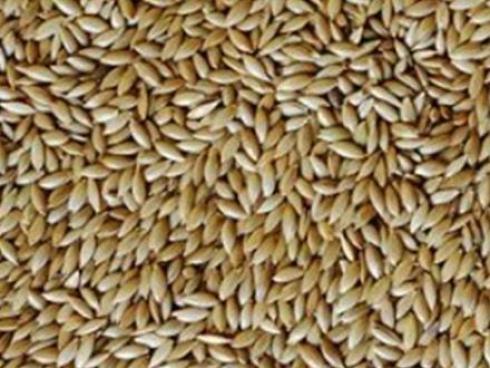 خرید و فروش ارزن ، کافشه و تخم کتان