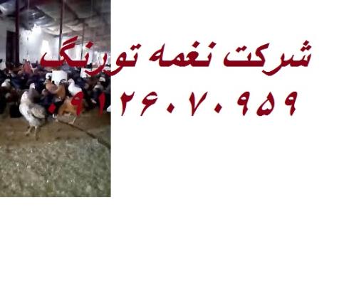 فروش نیمچه مرغ محلی و جوجه مرغ اصلاح نژاد شده - طیور