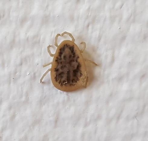 شرکت سمپاشی مجاز