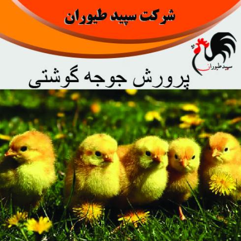 فروش جوجه یک روزه مرغ گوشتی در تهران - طیور  