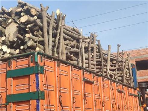 فروش چوب انجیر