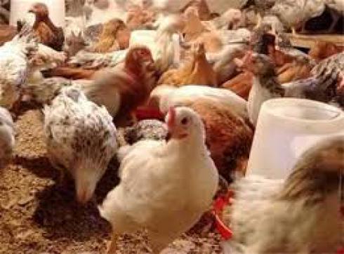 قیمت مرغ تخم گذار - سپیدطیوران- طیور