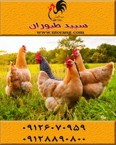 فروش مرغ جهادی ، فروش مرغ تخمگذار محلی - طیور