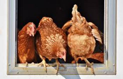 فروش مرغ لوهمن 4 ماهه با قیمت استثنایی - طیور