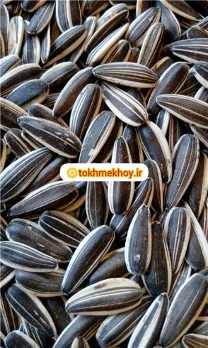 تخمه آفتابگردان کانادایی