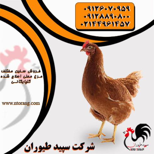 فروش و توزیع جوجه مرغ گلپایگانی - طیور 