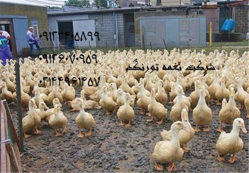 فروش اردک عمده - اردک یکروزه تا یکماهه - طیور