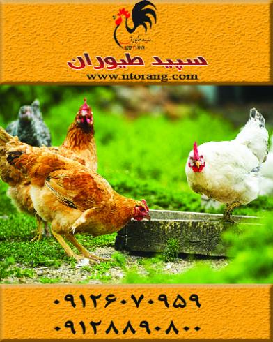 قیمت نیمچه مرغ محلی ، فروش نیمچه مرغ محلی - طیور