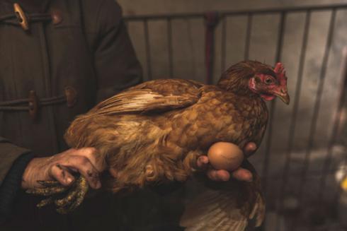 پرورش و فروش مرغ بومی تخمگذار ، قیمت مرغ تخمگذار - طیور