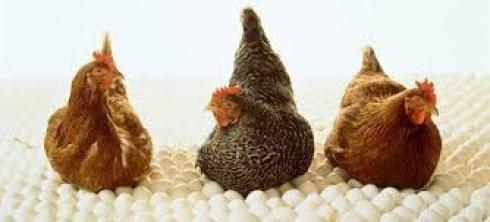 فروش مرغ تخم گذار بومی -طیور