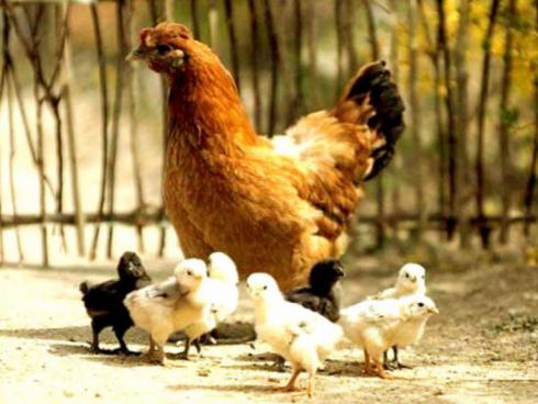طرح پرورش مرغ بومی