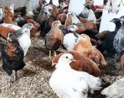 فروش مرغ بومی محلی 1 روزه تخمگذار صادرات برای عراق