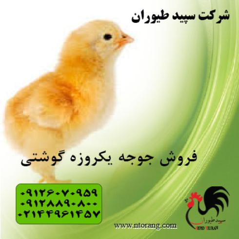 جوجه یکروزه گوشتی راس - طیور