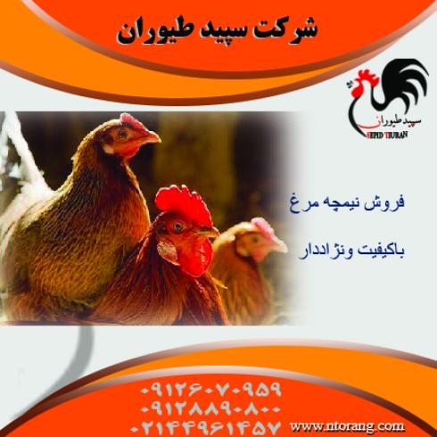 قیمت نیمچه مرغ محلی دوماهه- قیمت مرغ تخمگذار -طیور