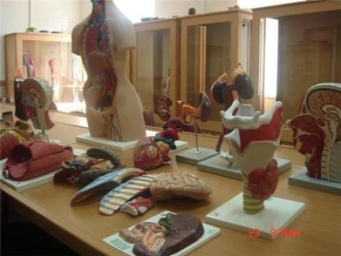 انواع مولاژ قلب مغزمولاژ نیم تنه انسان , احیای قلبی انواع مولاژ