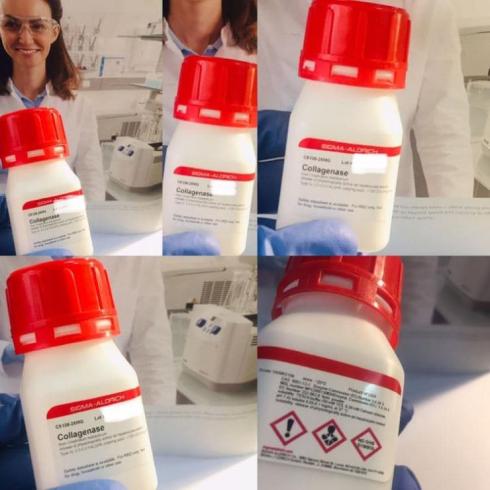 کلاژناز تیپ 5   سیگما c5138