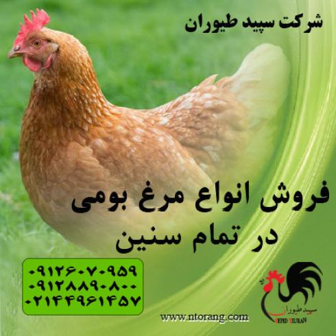 فروش عمده جوجه مرغ بومی-قیمت مرغ گلپایگانی - طیور 