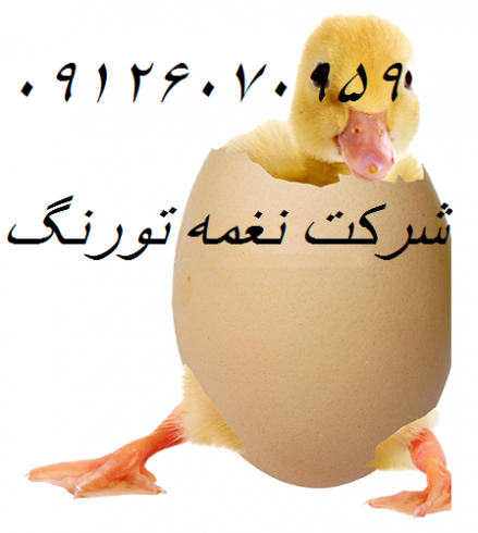 قیمت وفروش اردک در تمام سنین با کیفیت _طیور 