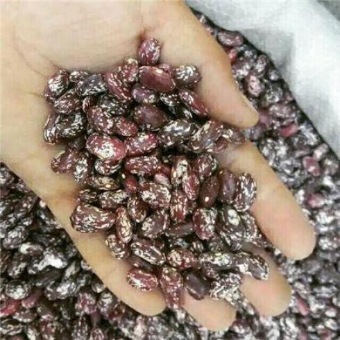 فروش عمده لوبیا چیتی ازبکستان