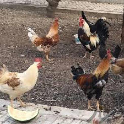 فروش مرغ تخم گذار بومی اصلاح نژاد شده- زرین - طیور
