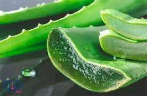 صفر  تا صد پرورش آلوئه ورا همراه با مدرک
