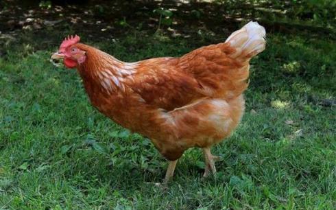 خرید مرغ تخمی قیمت مرغ تخمگذار - طیور
