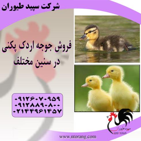 فروش اردک گوشتی پکنی و اسرائیلی سنگین وزن