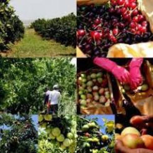 صفر تا صد آموزش احداث باغات میوه به صورت تخصصی