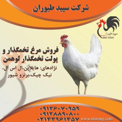 مرغ تخم گذار ال اس ال - طیور