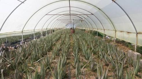 خرید برگ آلوئه ورا